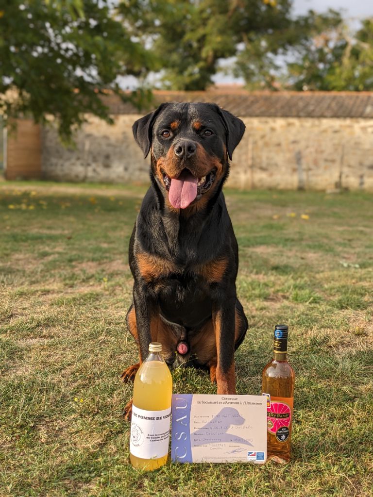 Tino van t' voske - CSAU Excellent