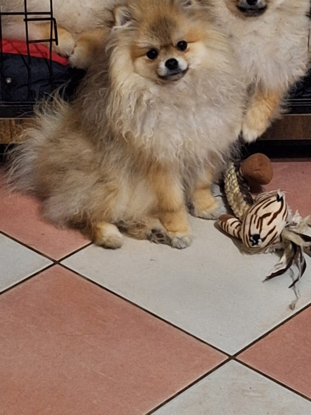 ARPEGE FAIRY FACE OF VERYWHIP