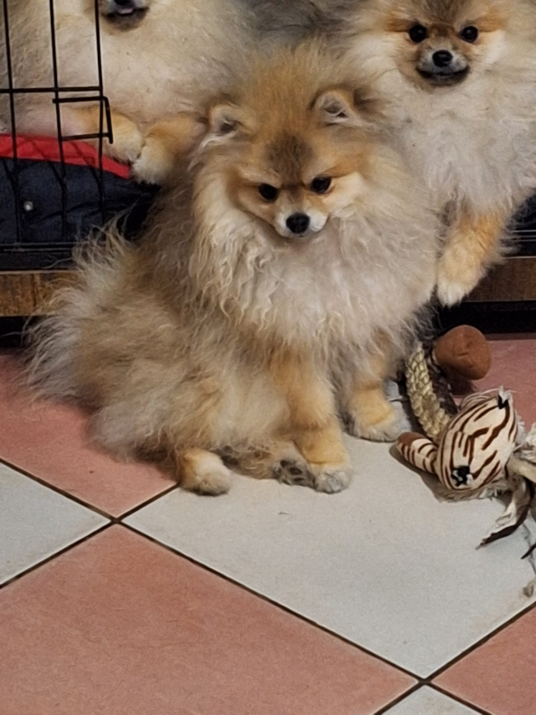 ARPEGE FAIRY FACE OF VERYWHIP