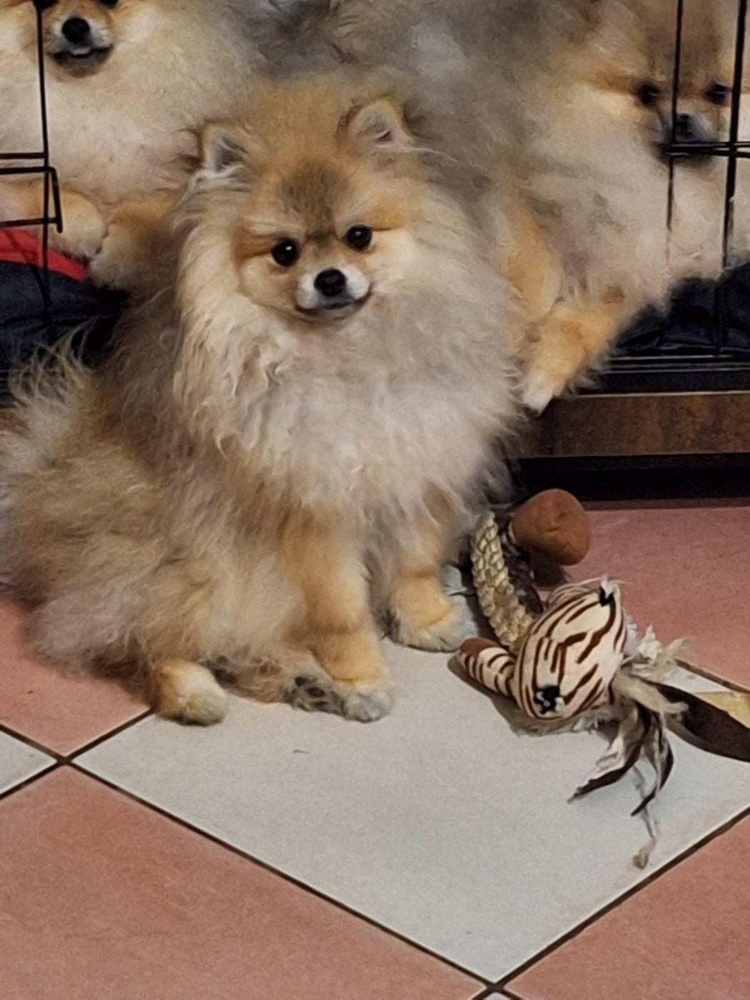 ARPEGE FAIRY FACE OF VERYWHIP