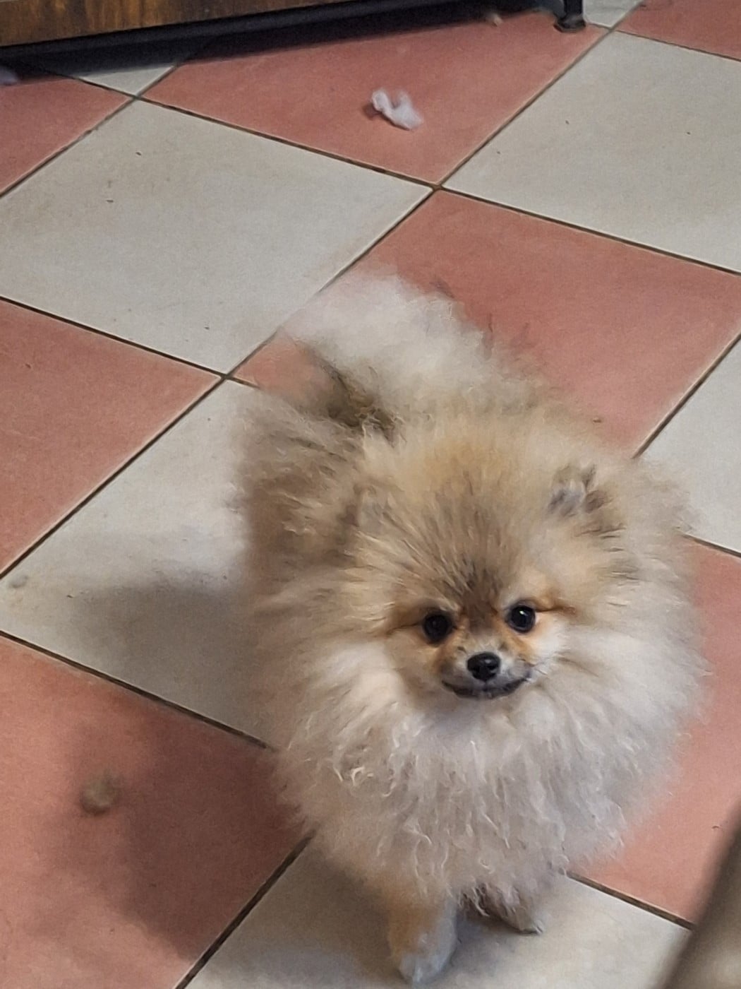 ARMONIE FAIRY FACE OF VERYWHIP