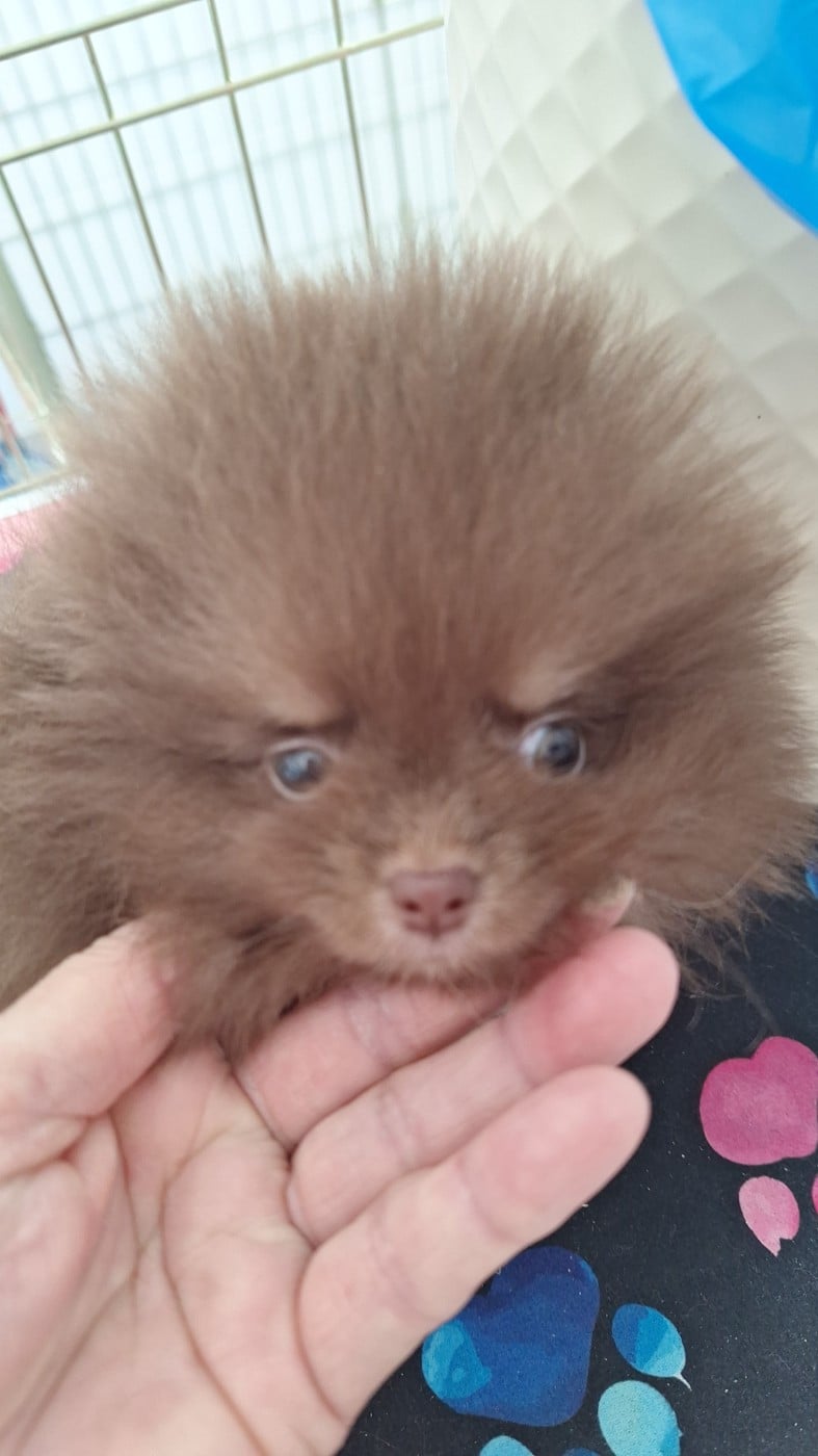 Brownie