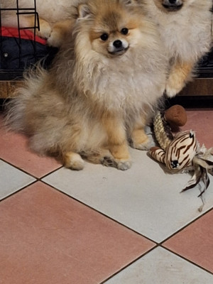 Les chiots de Spitz allemand