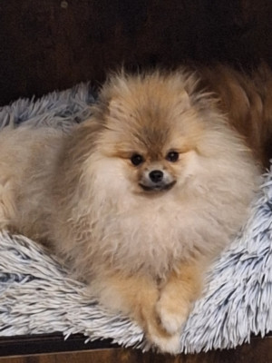 Les chiots de Spitz allemand