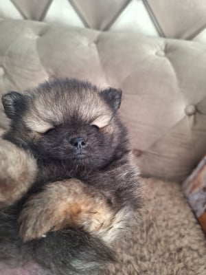 Les chiots de Spitz allemand