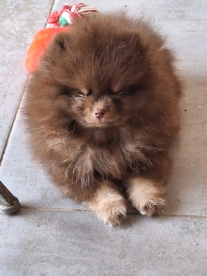 Les chiots de Spitz allemand
