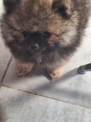 Les chiots de Spitz allemand