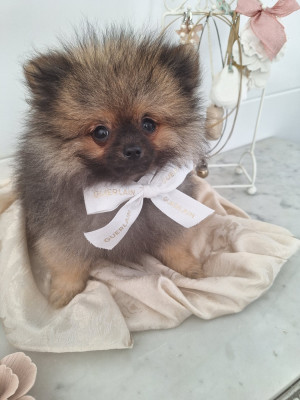 Les chiots de Spitz allemand