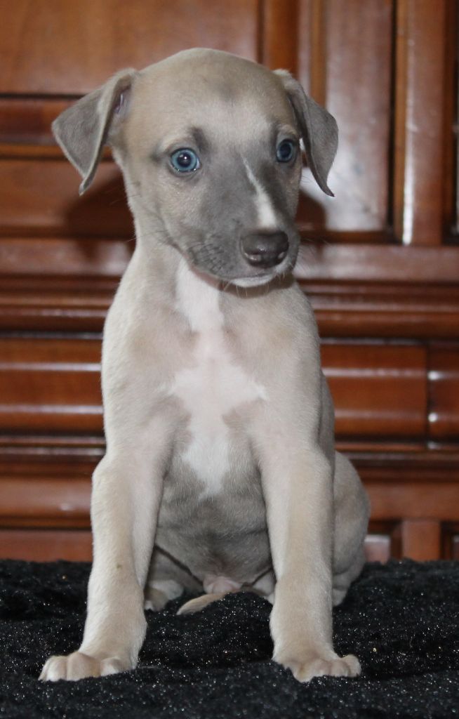 Accueil Elevage of verywhip eleveur de chiens Whippet