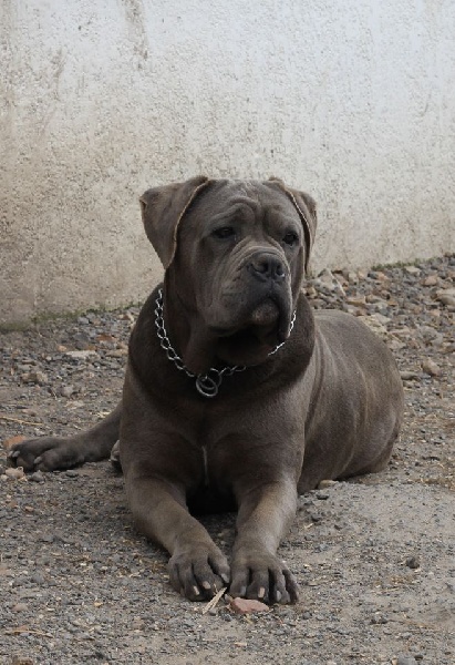 Publication : del Mojjah Auteur : Jonathan LUPART