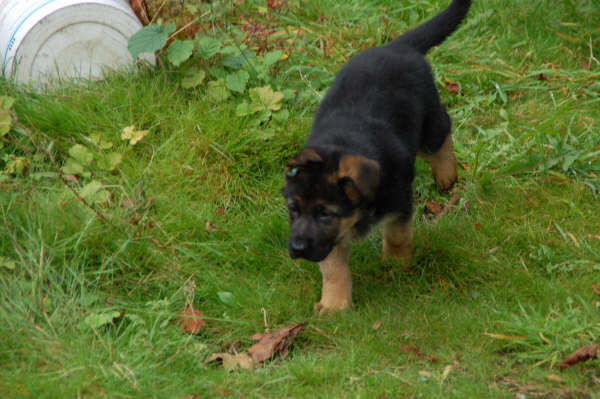 Publication : vom Kairisum