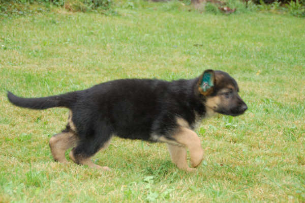 Publication : vom Kairisum