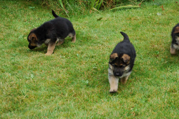 Publication : vom Kairisum