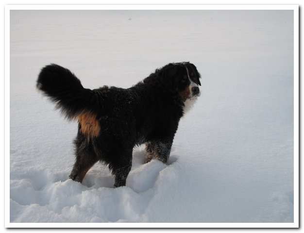 Floyd des mystères du vieux saule