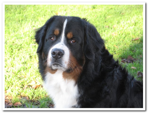 Floyd des mystères du vieux saule