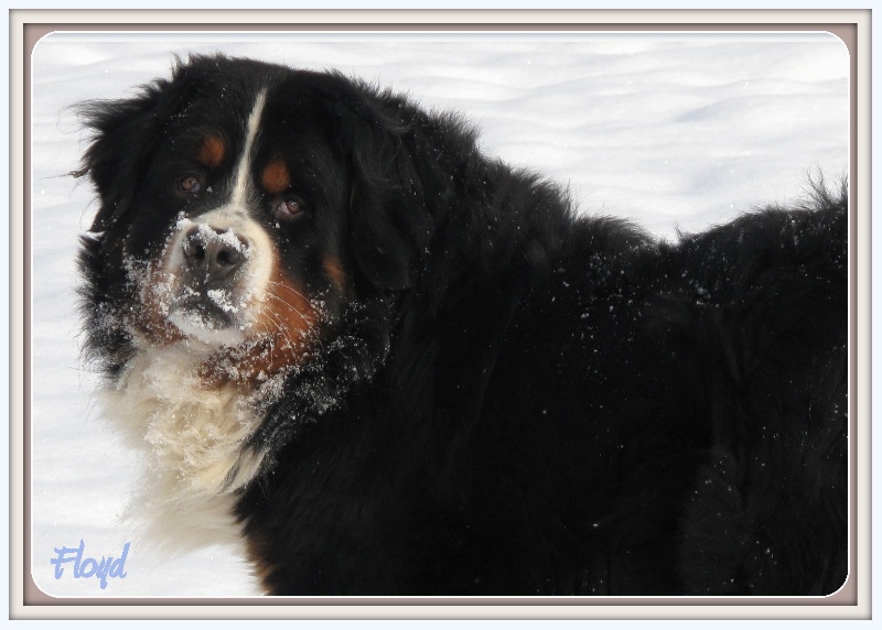 Floyd des mystères du vieux saule