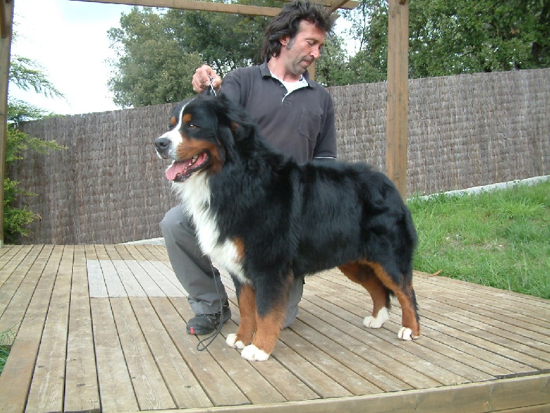 Publication : du Haras de la Vergne Auteur : Xevi Tamayo