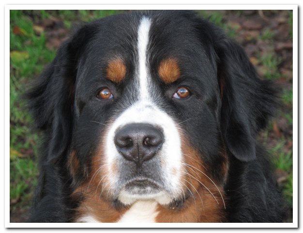 Floyd des mystères du vieux saule