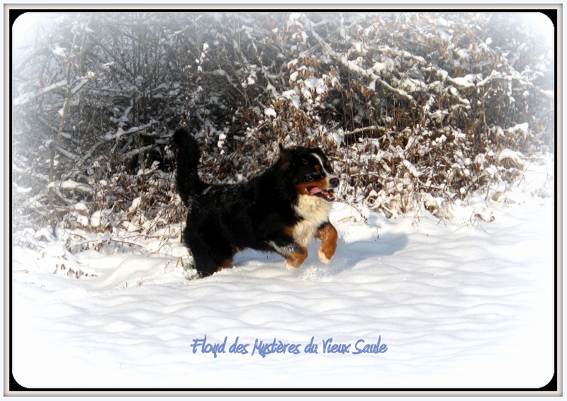 Floyd des mystères du vieux saule