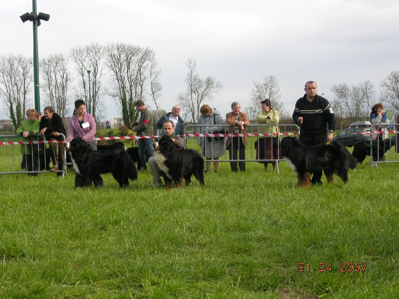 Publication : des mystères du vieux saule