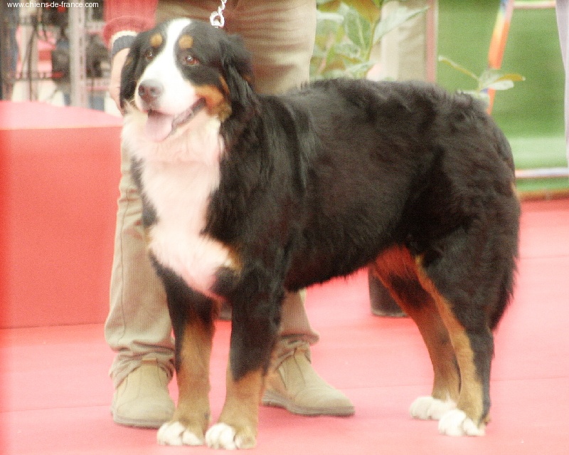 Anouchka des mystères du vieux saule - 5ème Très Prometteur