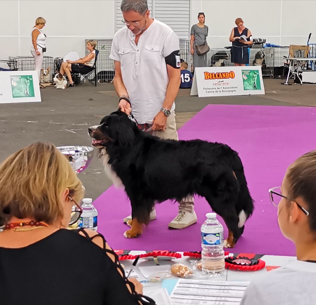 Jovan des mystères du vieux saule - 2ème EXCELLENT RCACS RCACIB