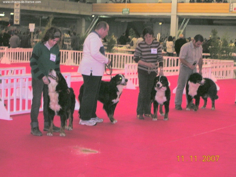 Anouchka des mystères du vieux saule - T.BON