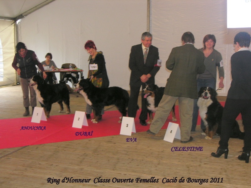 Anouchka des mystères du vieux saule - 1er Excellent. CACS. CACIB