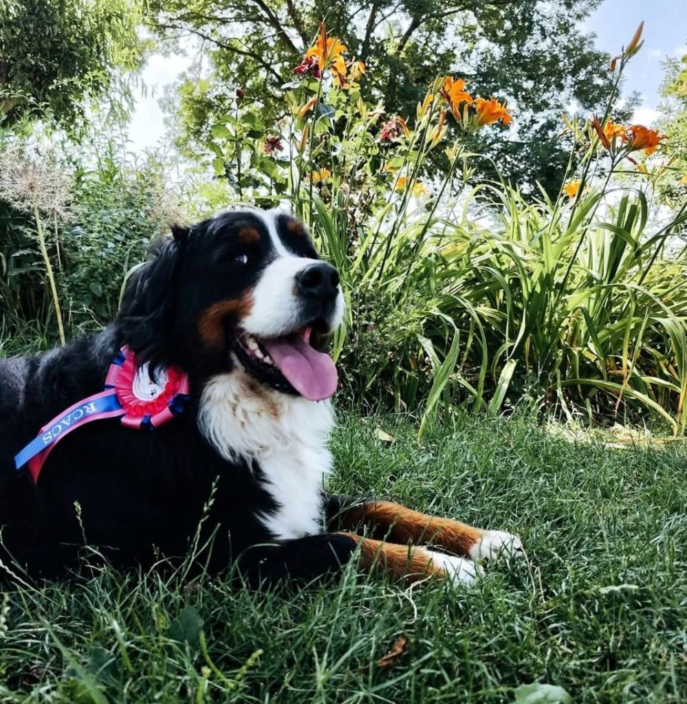 Oda ma douce des mystères du vieux saule - 2e EXCELLENT RCACS