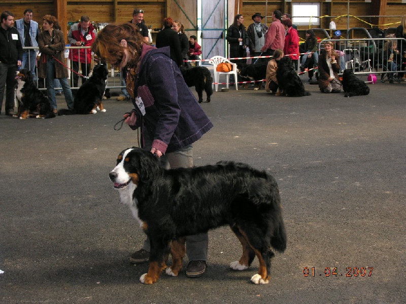 Anouchka des mystères du vieux saule - Très bon