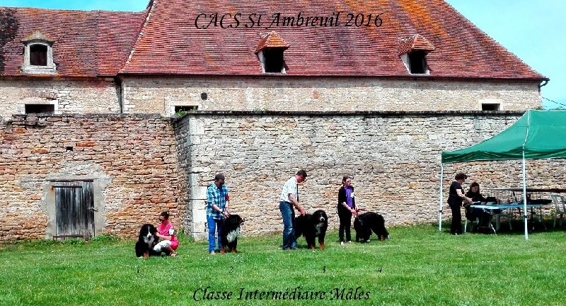 Jovan des mystères du vieux saule - 2 ème EXCELLENT