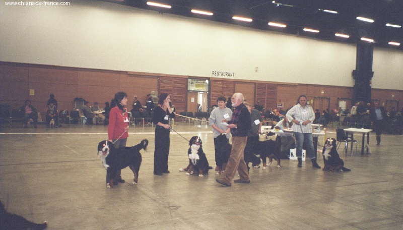 Anouchka des mystères du vieux saule - 1ère EXCELLENT: MEILLEUR DE RACE JEUNE