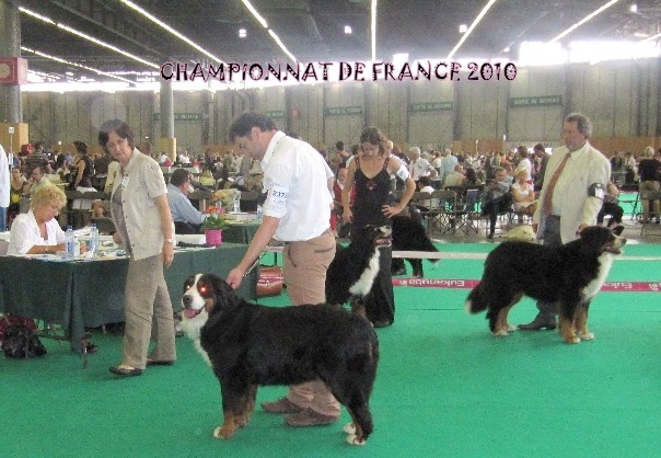 Anouchka des mystères du vieux saule - Excellent