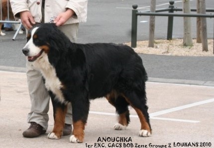 Anouchka des mystères du vieux saule - 1er Excellent. CACS. M. R. ( BOB) et 2è groupe 2 (BOG).