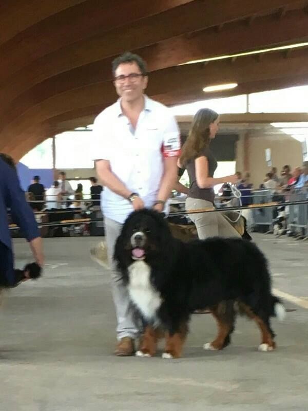 Jovan des mystères du vieux saule - 2ème EXCELLENT. RCACS