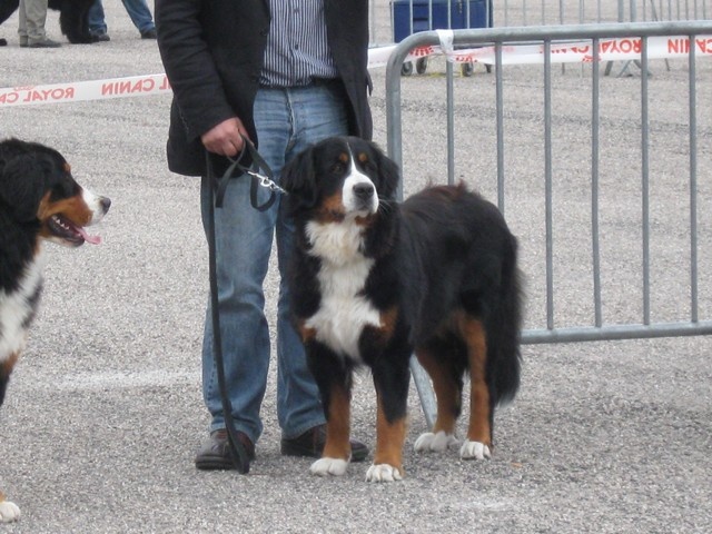 Danaé des mystères du vieux saule - T.Bon