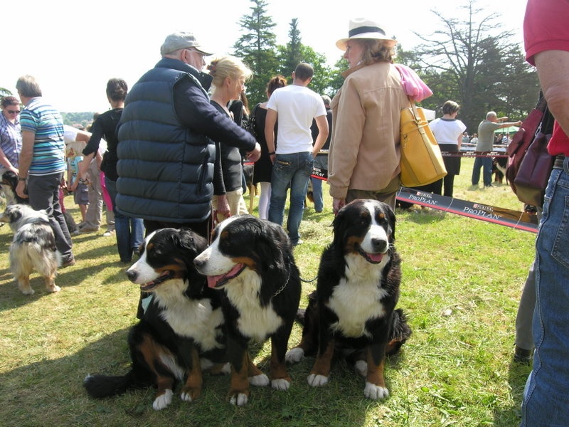 Anouchka des mystères du vieux saule - 3 ème Excellent