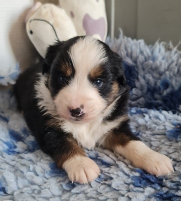 Les chiots de Berger Américain Miniature 