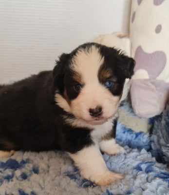 Les chiots de Berger Américain Miniature 