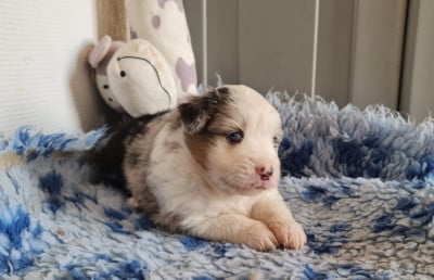 Les chiots de Berger Américain Miniature 