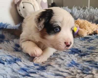 Les chiots de Berger Américain Miniature 