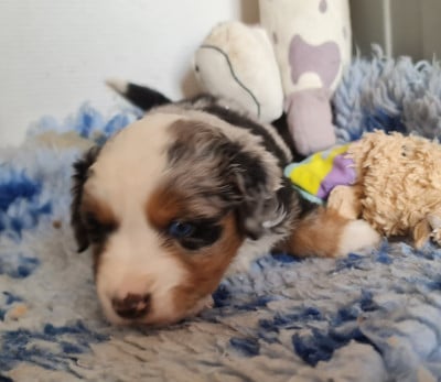 Les chiots de Berger Américain Miniature 