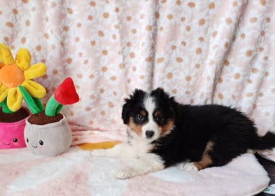 Les chiots de Berger Américain Miniature