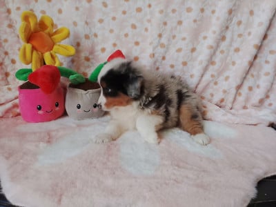 Les chiots de Berger Américain Miniature