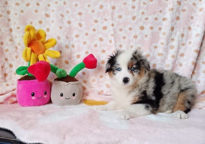 Les chiots de Berger Américain Miniature