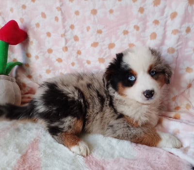 Les chiots de Berger Américain Miniature