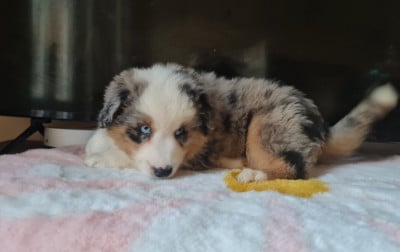 Les chiots de Berger Américain Miniature 