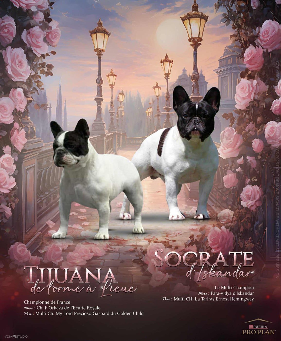 Bouledogue français - de l'Orme à Lieue