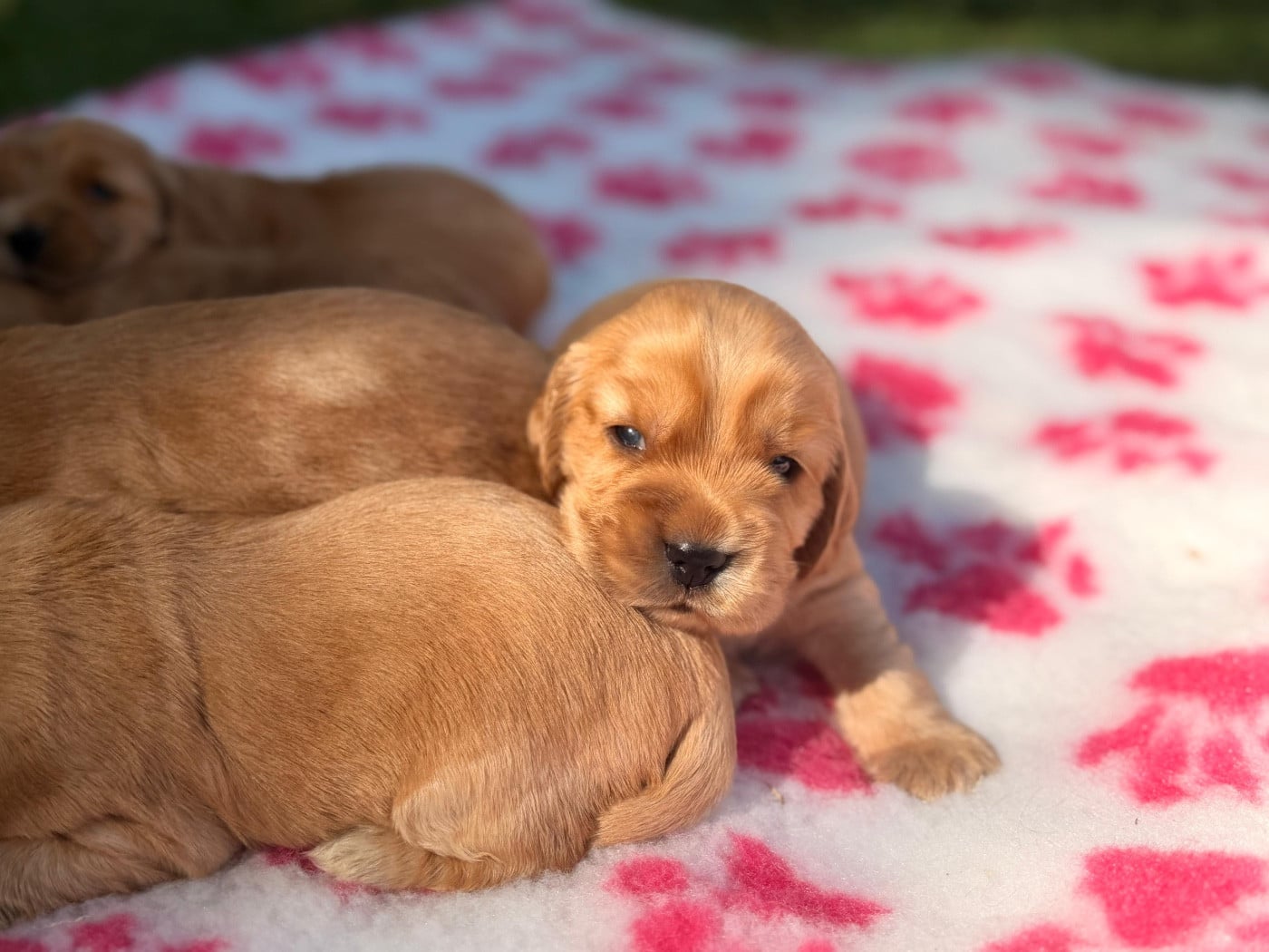 Chiot 1 - Cocker Spaniel Anglais