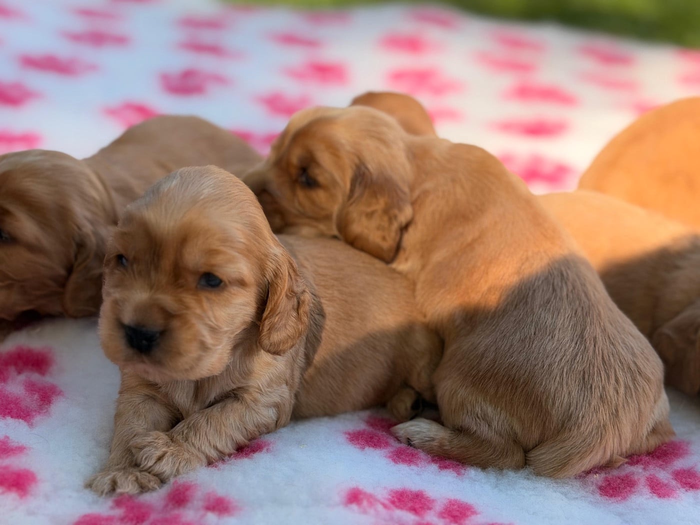 Chiot 3 - Cocker Spaniel Anglais